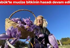 Karabük'te hasadı devam ediyor! 'Mucize bitki' olarak da biliniyor: Damarları derinlemesine temizliyor