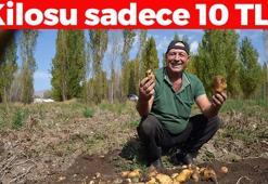 Bayburt'ta hasadı başladı! Kilosu 10 TL: Kolesterolü düşürüp kabızlığın ve basurun kökünü kazıyor!