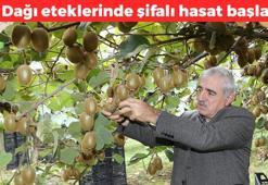 Sis Dağı eteklerinde hasadı başladı! Kilosu 40 TL: Astımın doğal şifa kaynağı, yağları cayır cayır yakıyor, saçları gürleştirip cilt kırışıklıklarını gideriyor