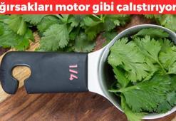 Bağırsakları motor gibi çalıştırıyor! Sabahları 1 kaşık yemek yetiyor, lavabo gibi tıkalı bağırsakları açıyor!