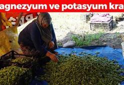 Magnezyum ve potasyum depolarını fullüyor! Kemikleri betona çevirip kabızlığı tarihe gömüyor, C vitamini kralı!