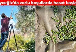 Köyceğiz'de hasadı başladı! Zorlu mesai sabahtan akşama sürüyor: En güçlü antioksidan kaynaklarından biri