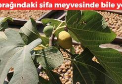 Bedava olduğu için kimse söylemiyor! 2 gün boyunca suda bekletin: Dövdükten sonra uygulayın! Yağ bezesi ve çıbanın kökünü kurutuyor