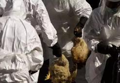 Eskişehir'de kuş gribi alarmı! 5 mahalle karantinaya alındı