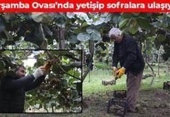 Çarşamba Ovası'nda hasadı başladı! Verimli topraklarda bereketleniyor: Vücuda girdiği anda etki ediyor