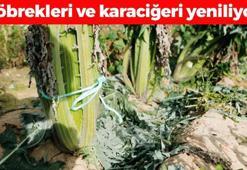 Doğada kendi kendine yetişiyor, böbrekleri diyalizden kurtarıyor! Damar tıkanıklıklarını yağ çözücü gibi açmanın sırrı