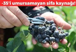 -35 dereceye dayanabiliyor! Damarları temizleyip pıhtıya savaş açıyor, kalbe güç, vücuda dinçlik veriyor