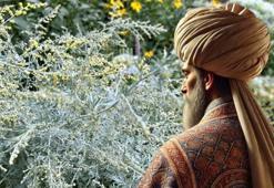 İbn-i Sina'nın favori bitkisi! Peygamber süpürgesi adıyla da biliniyor, bağırsakları motor gibi çalıştırıp organları yeniliyor! Vücuda reset atan bitki