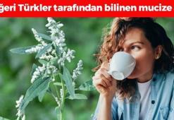 Doğada kendiliğinden yetişiyor, değerini yalnız Türkler biliyor! İdrar yollarını açıp öksürük, soğuk algınlığı ve bronşiti bıçak gibi kesiyor! Tarhananın da vazgeçilmezi