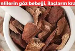 İlaçların kralı olarak biliniyor! Yiyenin bağırsaklarını boşaltıp, öksürüğünü bıçak gibi kesiyor! Çinlilerin göz bebeği