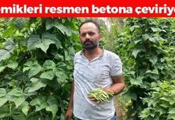 Kilosu 90 TL: Bağırsakları motor gibi çalıştırıp C vitamini depoluyor! En güçlü antioksidan, kemikleri betona çeviriyor