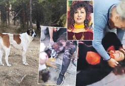 Sokak köpekleri profesöre saldırdı