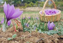 UNESCO Miras Listesi’nde! Osmanlı döneminden günümüze kadar geldi:  Dünyanın en pahalı baharatı, bir tek ölüme çaresi yok