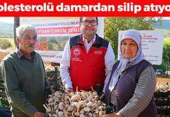 Doğal antibiyotikte hasat vakti! Çayını yapıp bardak bardak içince kolesterolü damardan silip atıyor, kemikleri beton gibi yapıyor! Doğal antibiyotik