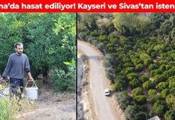 Adana'da hasadı başladı! Bahçede 20 TL'ye satılıyor: Bağışıklık sistemini kaya gibi güçlendiriyor
