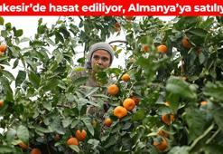 Balıkesir'de hasadı başladı! Almanya'ya kilo kilo satılıyor: Tam bir C vitamini bombası