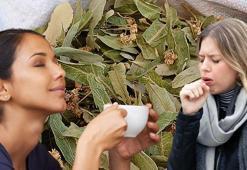 Ihlamurun içine katınca şifası 10 kat artıyor! Öksürük, hırıltı ve balgamı bıçak gibi kesiyor, boğaz ağrısını yok ediyor!