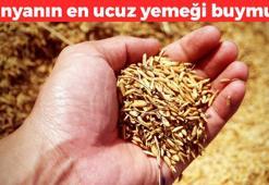 Dünyanın en ucuz yemeği: Karaciğerdeki yağı silgi gibi siliyor, kolesterolü yere çakıyor