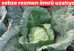 Kaşık kaşık yiyince ömrü uzatıyor! 100 yaşına kadar yaşamanın sırrı, her gün mutlaka tüketin