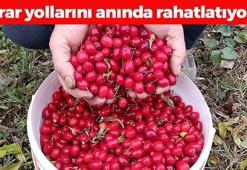 İdrar yolu enfeksiyonlarının kabusu oluyor! Doğal şeker ilacı: Tıkalı damarları ameliyatsız açıyor, C vitamini depolarını fullüyor!