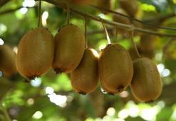 Dünyanın en zengin selenyum kaynağı! 1 tane yiyen 100 yaşına kadar yaşıyor: Bağışıklık sistemini güçlendirip kemikleri beton gibi yapıyor