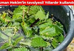Lokman Hekim'in tavsiyesi! Yıllardır kullanılan şifalı besin: İltihabı söküp atıyor, bağırsak hareketlerini düzenliyor