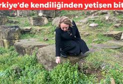 Türkiye'de kendiliğinden yetişiyor! Kanı saniyesinde temizliyor, safra kesesi ve karaciğerdeki toksinleri temizliyor, vücudu dipçik gibi yapan bitki