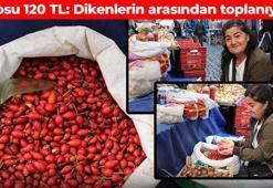 Dikenlerin arasında yetişiyor! Kilosu 120 TL: Kompostosunu yapıp bardak bardak için, doğadan gelen C vitamini kaynağı