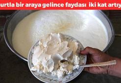 Yoğurdun içine 1 kaşık ekleyince faydası iki katına çıkıyor! Vücudun doğal ilacı olarak biliniyor: Bağırsakları motor gibi çalıştırıyor, kemikleri betona çeviriyor