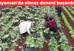 Adıyamanlı çiftçilerin yüzü güldü! Yılda 3 kez hasat ediliyor: Bağışıklığı turp gibi yapıyor, kolesterolden eser bırakmıyor, dünyanın en güçlü demir kaynağı