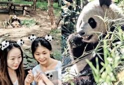 Panda bahane servet şahane