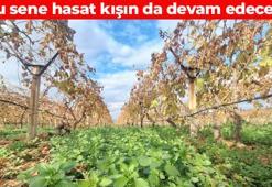 Hasadı kışın da devam edecek! Kilosu 50 TL: Potasyum ve magnezyum deposu, damarları hortum gibi açıyor