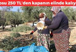 Kahramanmaraş'ta hasadı başladı! Tek tek elle toplanıyor: Kilosu 250 TL: Süper besin E vitamini kralı, damarları çamaşır suyuyla temizlenmiş gibi yapıyor