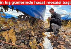 Elazığ'da hasadı başladı! Romanya ve Ukrayna'ya kilo kilo satılıyor: Bağırsakları makine gibi çalıştırıyor, damarları dip köşe temizliyor