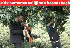 Rize'de kemençe eşliğinde güle oynaya hasadı başladı! Kilosu 25 TL: Buruş buruş damarları saniyesinde genişletiyor, kolesterolü yere çakıyor, kan şekerini dengeliyor