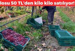 Manisa'da hasadı devam ediyor! Kilosu 70 TL: C vitamini zengini besinler sırasında ilk sırada, metabolizma hızını yüzde 300'e çıkarıyor