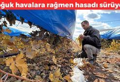 Karla kaplı ovada hasadı başladı! Kandaki iltihabı temizliyor: Şeker hastalığının doğal ilacı, böbreklere format atıyor