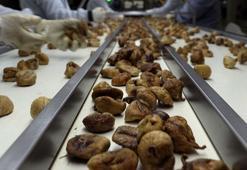 Bakanlık duyurdu! İhracat aşamasında geri dönen ürünler imha ediliyor