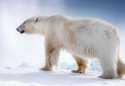 Karısı için ayıyla boğuştu