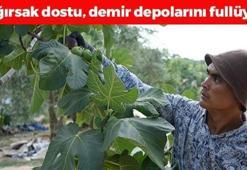 Dünyanın en nadir meyvelerinden, Bursa'da hasat ediliyor! Rusya'ya kapış kapış satılıyor: Bağırsakları makine gibi çalıştırıp demir depoluyor