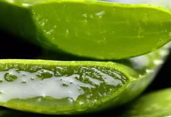ALOE VERA'NIN FAYDALARI NELERDİR? ALOE VERA NASIL KULLANILIR?