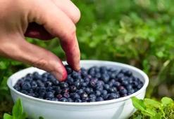 YABAN MERSİNİ YAĞININ FAYDALARI NELERDİR? YABAN MERSİNİ YAĞI NASIL KULLANILIR, NE İŞE YARAR?