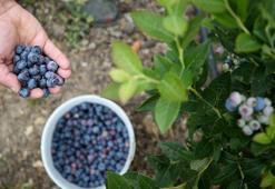 YABAN MERSİNİ YAĞININ FAYDALARI NELERDİR? YABAN MERSİNİ YAĞI NASIL KULLANILIR, NE İŞE YARAR?