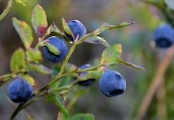 YABAN MERSİNİ ÇAYININ FAYDALARI NELERDİR? YABAN MERSİNİ ÇAYI NASIL DEMLENİR, NE İŞE YARAR?