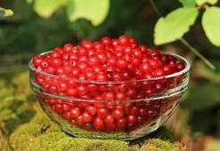 FRENK ÜZÜMÜNÜN FAYDALARI NELERDİR? FRENK ÜZÜMÜ NASIL TÜKETİLİR, NE İŞE YARAR?