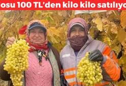 Manisa'da hasadı başladı! Kilosu 100 TL: Kolesterolü yere çakıyor, yılbaşında sofralardaki yerini alacak, tıkalı damarları çamaşır suyu gibi açıyor