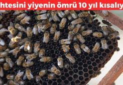 Sahtesi damakta acı bir tat bırakıyor! Yiyenlerin ömründe 10 yıl götürüyor: Balya balya para dökmeden önce iki kez düşünün, insülin direncini zirveye çıkarıyor