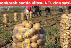 Kilosu 4 TL'ye düştü! Afyonkarahisar'da hasadı yapıldı: Herkes kilo kilo alıyor, basurun kökünü kurutuyor, herkes ayıla bayıla yiyor vücuda enerji yüklüyor