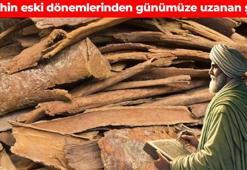 İbnü'l Baytar'dan öksürük ve nezleye doğal çare! Hastalıklarla savaşıyor: Enfeksiyonun vücuttan söküp atıyor, solunum yollarını vakum gibi açıyor