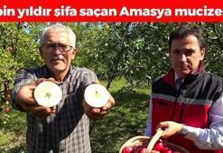 Amasya'da 2 bin yıldır yetiştiriliyor! Kolesterolü damardan silip atıyor, bağırsakları motora çeviriyor! Tıkalı damarları yağ çözücü gibi açıyor